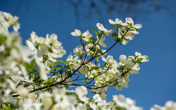 White flowers blooming on the branch of a dogwood tree.