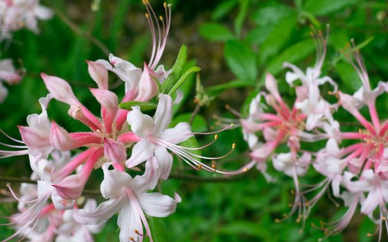 A close-up of white and blush flower blooms with green leaves