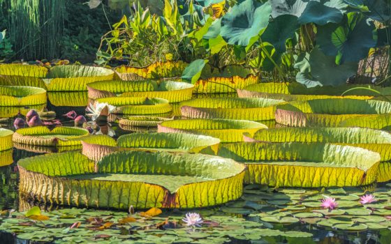 Multiple large green water-platters float in a pool amidst smaller aquatic plants