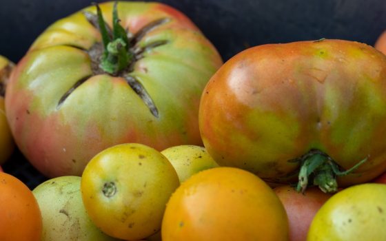 Garden tomatoes in a range of sizes, stacked on top of each other.