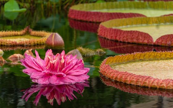 A pink water-platter bloom next to large green water-platters in a pool.