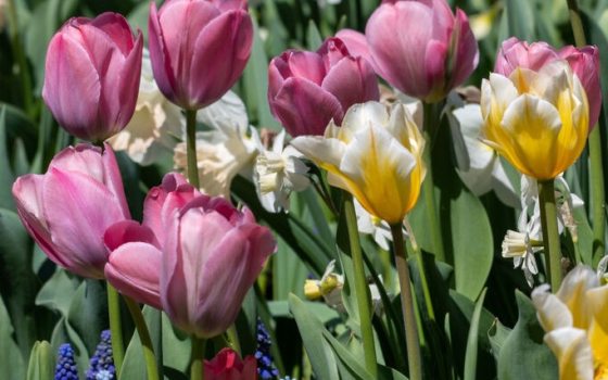Showy, cup-shaped flowers that come in a wide range of colors, including shades of red, orange, pink, yellow, purple, and white. 