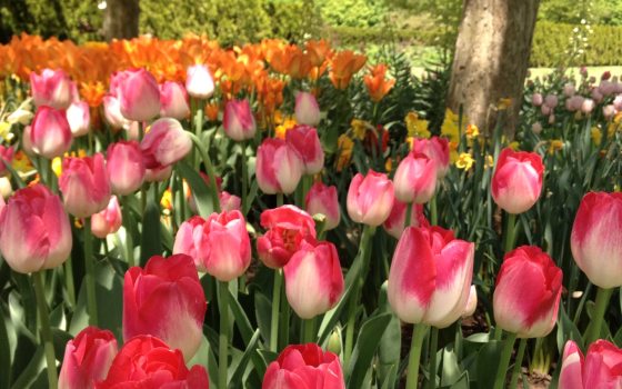 Pink and orange tulips under trees