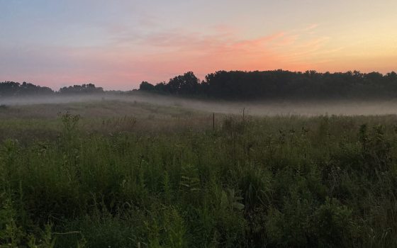 A meadow garden, at dusk. 