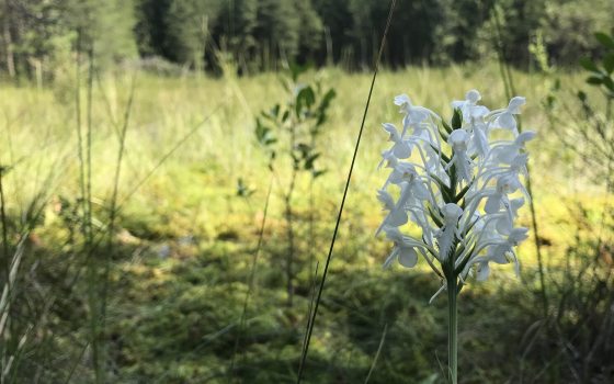 A meadow garden with one white tall blooming flower in the foreground.