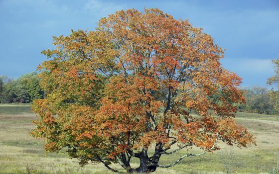 Sugar maple tree with leaves transitioning from green to orange