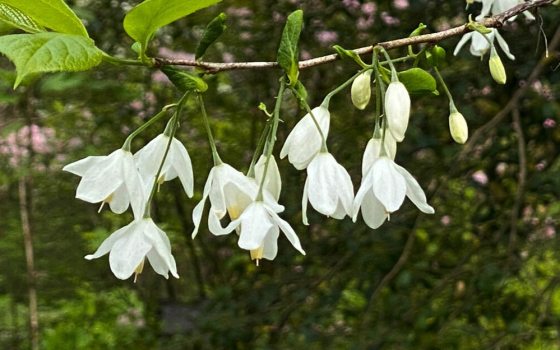 Masses of pendent, bell-shaped white flowers appear in spring before the leaves. 