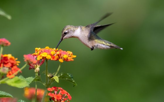 A gray hummingbird feeding from a yellow and orange flower.
