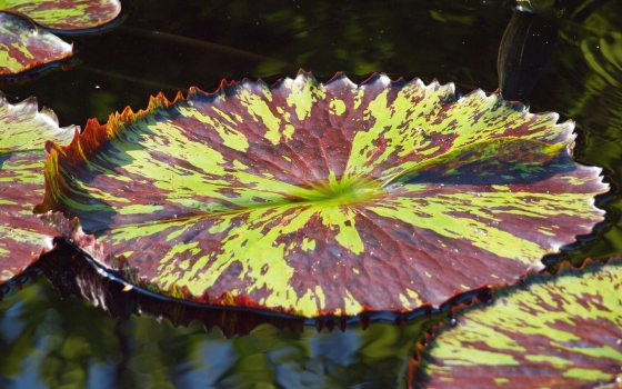 Purple and green water lily platters in a pond.
