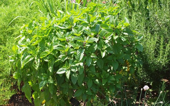 Herbs growing in a garden bed, featuring basil and rosemary.