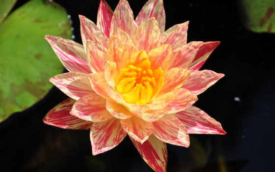 A bright pink and yellow waterlily bloom in a pond