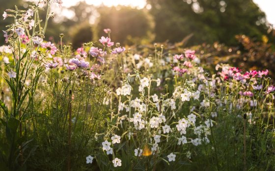 A whimsical wildflower garden featuring white and plum colored blooms. 