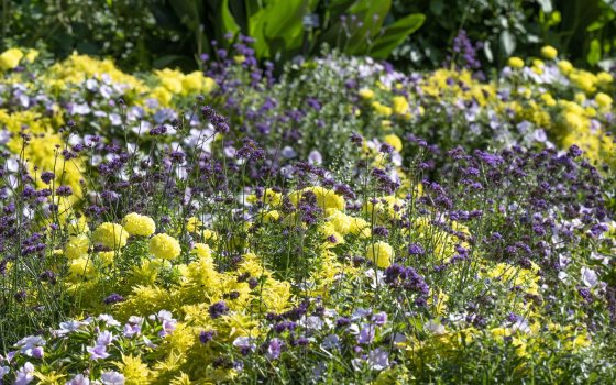 Purple and yellow late summer flowers growing wildly in a garden bed.