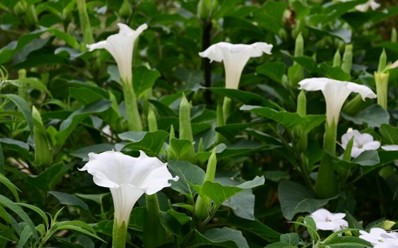 White Datural metel, Horn of Plenty, flowers amongst foliage