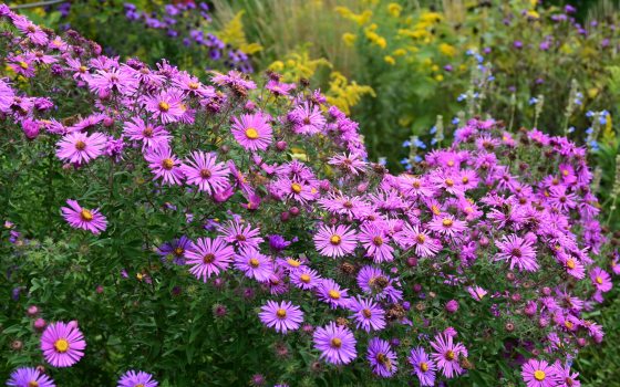 Purple asters growing in clumps on a hillside.