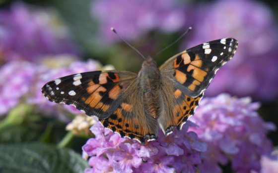 A painted lady butterfly, close up, resting on a puple lantana plant.