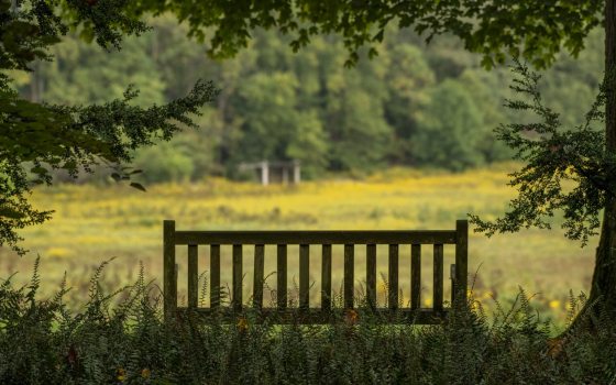 An empty garden bench overlooking a large meadow with blooming goldenrod.