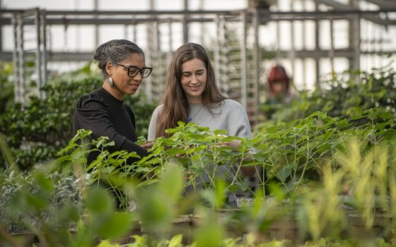 Two people standing in a plant nursery examining a plant.