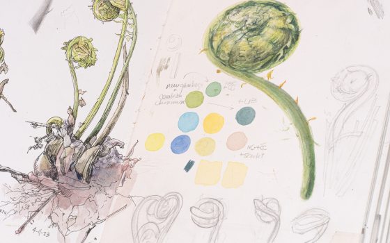 A botanical illustration of a fiddle leaf and other plant sketches. 