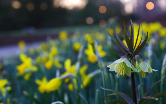 Blurry yellow flowers on a hillside at dusk.