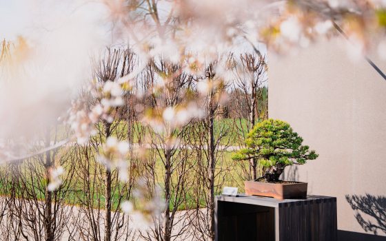 Outdoor bonsai viewed through overhanging branches of cherry blossoms.
