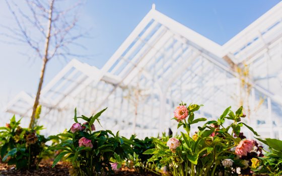Closeup of pink blooms in an outdoor bed with the pointed arches of a large glass house in the background.