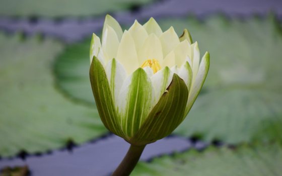 An almost unfurled white waterlily growing in a pool, surrounded by green leaves.