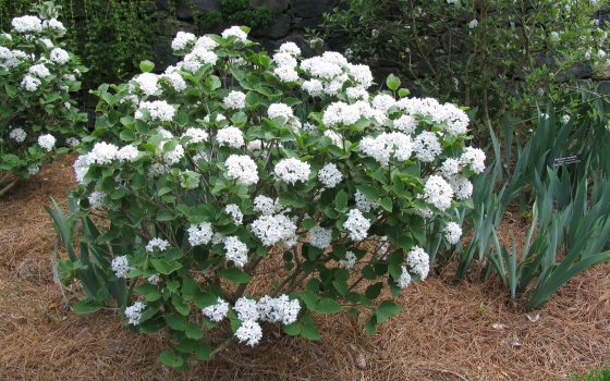 Viburnum carlesii 'Compactum' shrub with white flowers