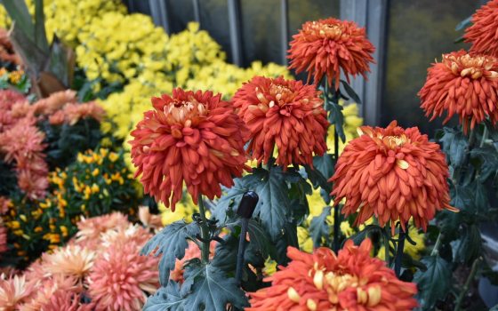 A variety of chyrsanthemums in shades of orange, yellow, and pink.