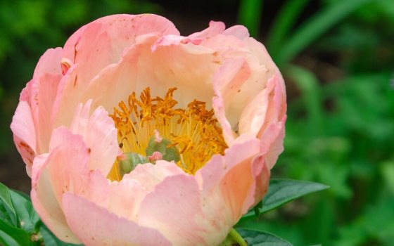 Vibrant semi-double coral-peach colored flowers that gradually fade to softer shades of apricot and cream as they age.