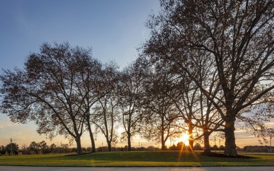 A grove of trees at dusk. 