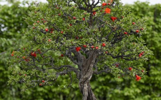 Clusters of bright reddish-orange funnel-shaped blooms, about two inches in diameter. 