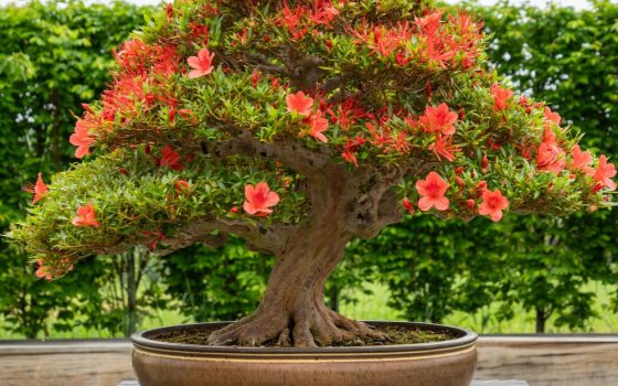 Compact , evergreen foliage, with narrow petaled, funnel-shaped red-orange flowers.  