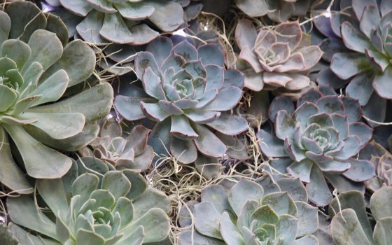 Various succulents arranged tightly together with Spanish moss