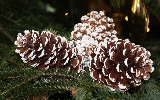 Three pinecones with decorative white frosting on an evergreen branch.