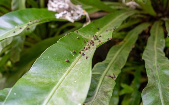 Dozens of small round bugs on a long leaf.