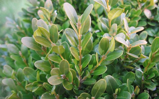 A close up of a boxwood shrub, featuring small light green oval leaves. 