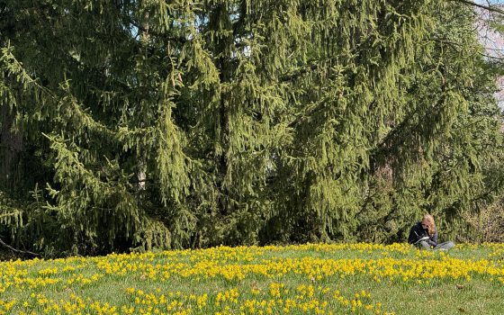 A lawn filled with yellow flowers, set in front of a large evergreen.