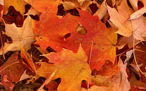 Copper colored leaves on a mulched ground.