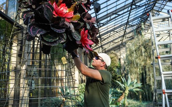 A person adding succlent type plants to a tall wire frame in the shape of a cone form.