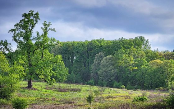 A vista of a meadow garden in summer.