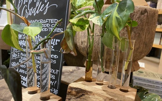 Plants being displayed and propagated in individual test tubes. 