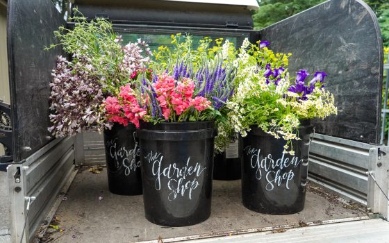 Three buckets of cut flowers in the back of a cart.