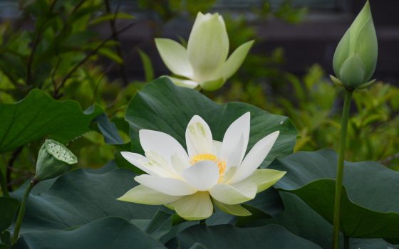 Closeup of a white lotus flower with yellow center amid large dark green roundish leaves