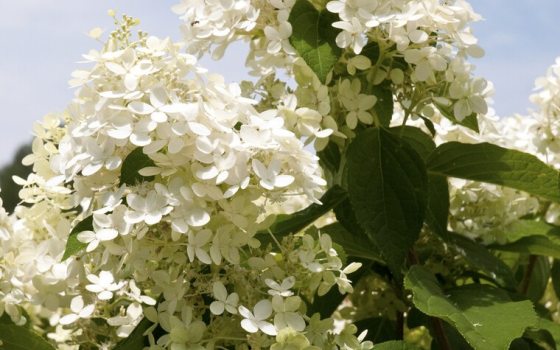 Large, cone-shaped flower clusters that transition from an elegant celadon lime green to creamy white, then pink, and finally burgundy as they mature.