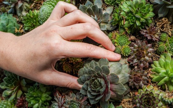 A hand placing a single succulent into a bed of succulents
