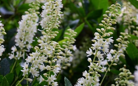 Bottlebrush-spikes, of very fragrant creamy white flowers. 