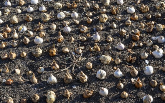 Rows of tulip bulbs arrange on top of soil.