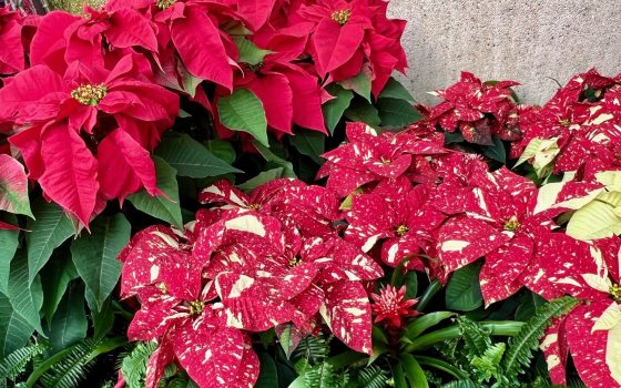 A bed of poinsettias in all red and a variety of red with white speckles.