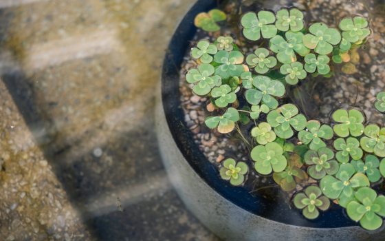 A close up of a ceramic gray planter surrounded by water, with small aquatic plants growing inside. 